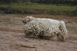 KOMONDOR 106